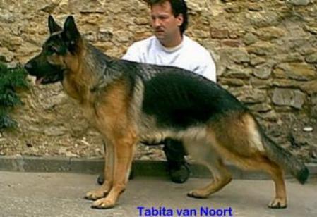 Tabita van Noort