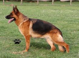 Ronja vom Wittelsbacher Schloß