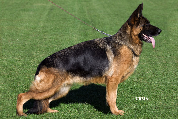 Bella von der Ostfriesischen Thingstätte