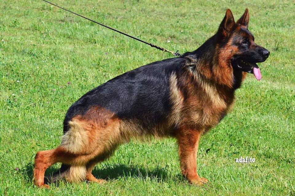 Onex vom Gerianian Hoff