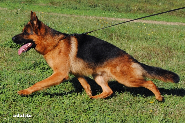 Ferrari vom Agilolfinger