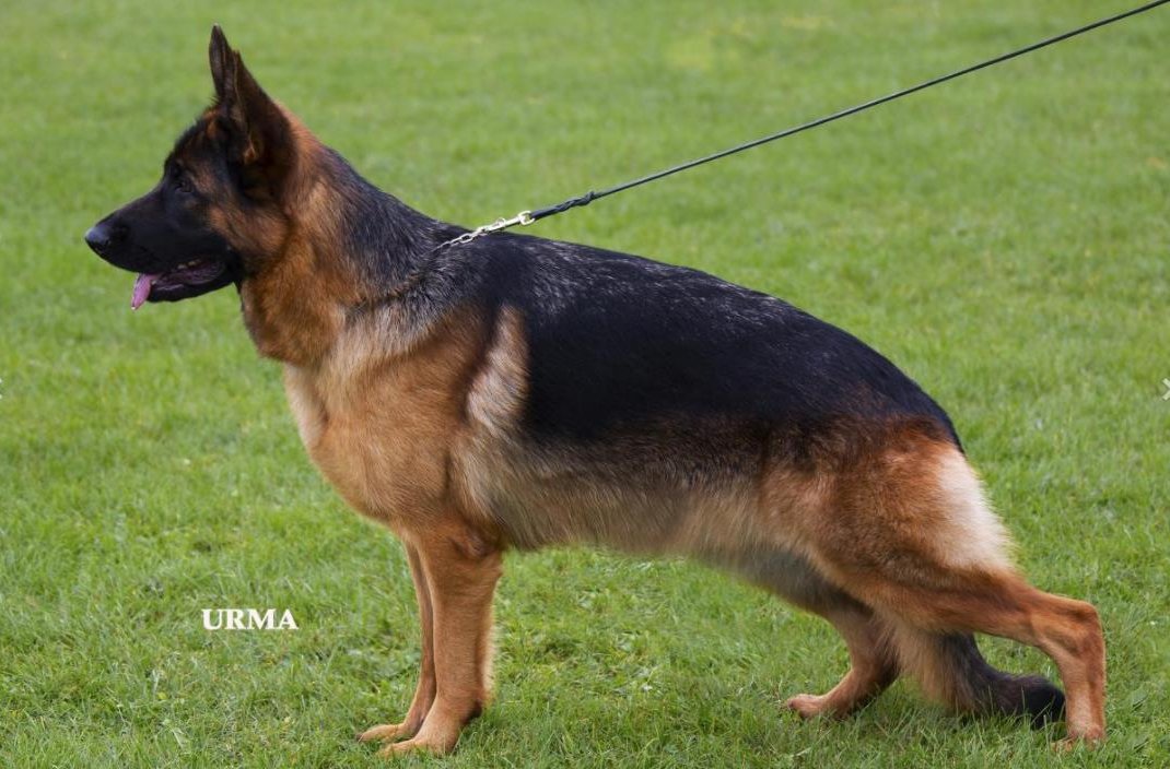 Korsika von Bad-Boll