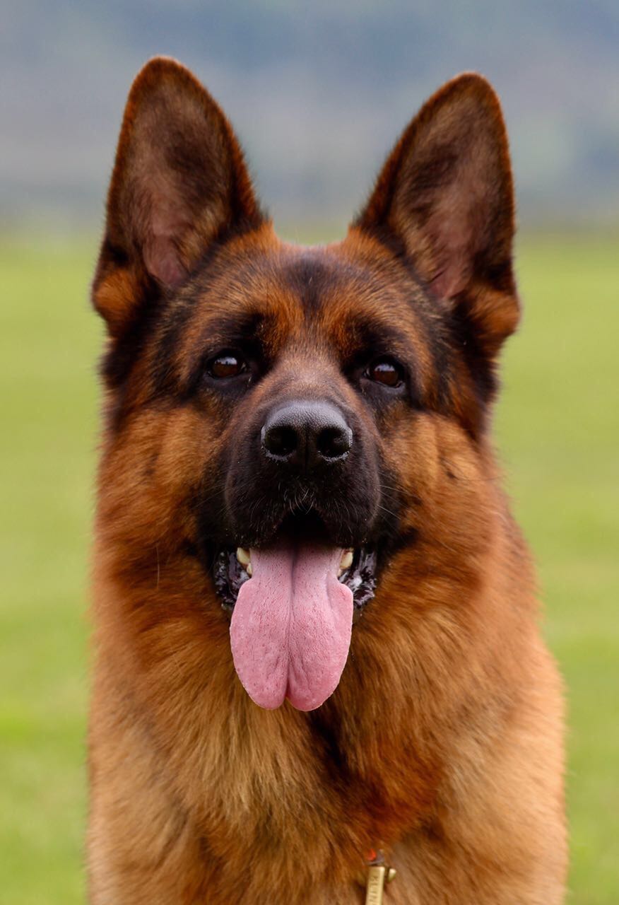 Duran di Casa Cirillo