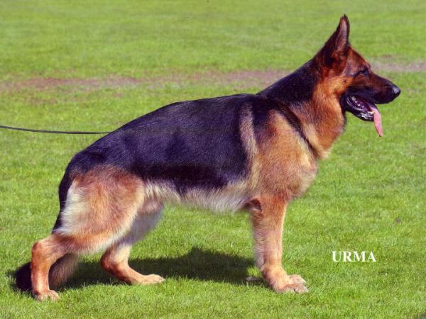 Mirco von der Blautalhalle