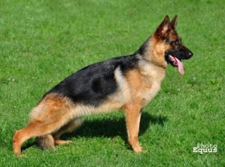 Wendy vom Zellwaldrand