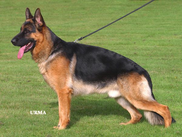 Quando vom Sofienwald