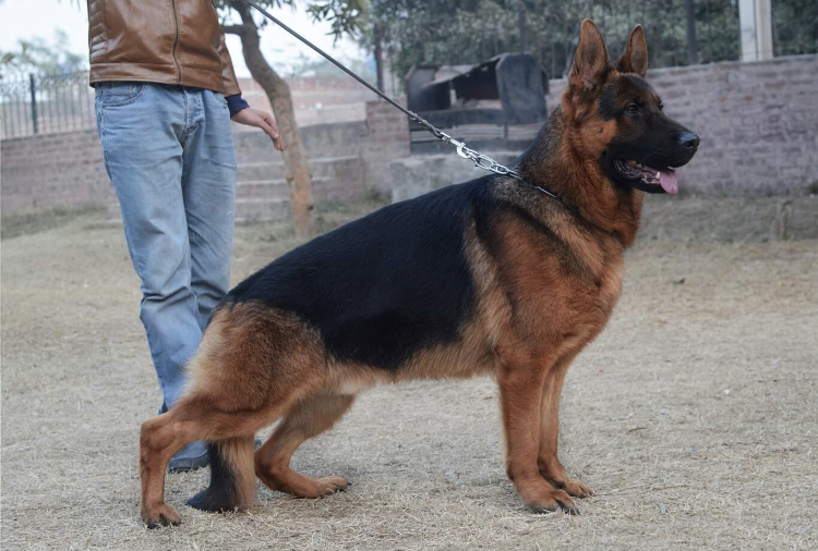 Hector vom Aggerdeich