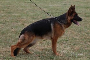 Lira vom Klostermoor