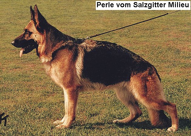 Perle vom Salzgitter Milieu