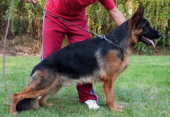 Maestro Topolovnički