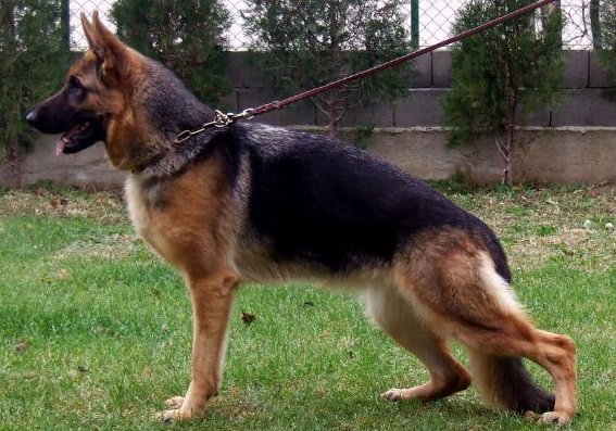 Diva  II Topolovnička