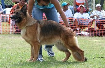 Nadina vom Pfreimdthal