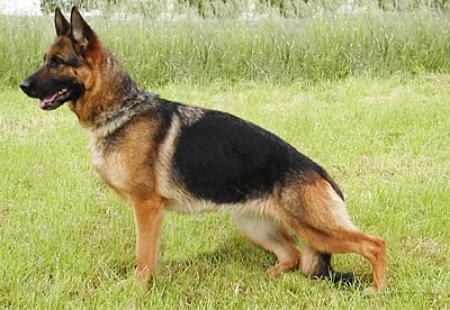 Cita vom Zellwaldrand