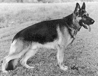 Valdo von der Baiertalerstraße