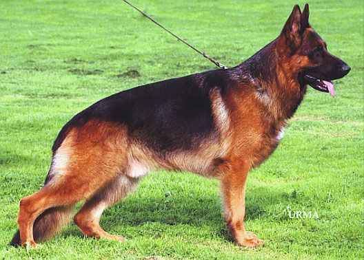 Don  I di Casa Nobili