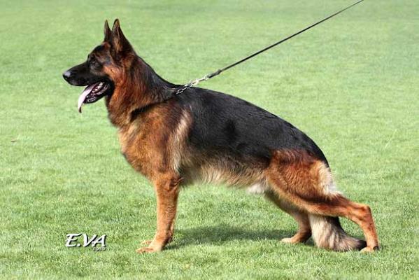 Yoker vom Leithawald (INT)