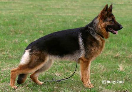 Akira vom Leithawald (INT)