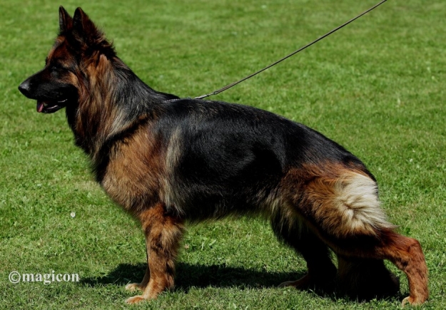 Kimba von Arminius 2000