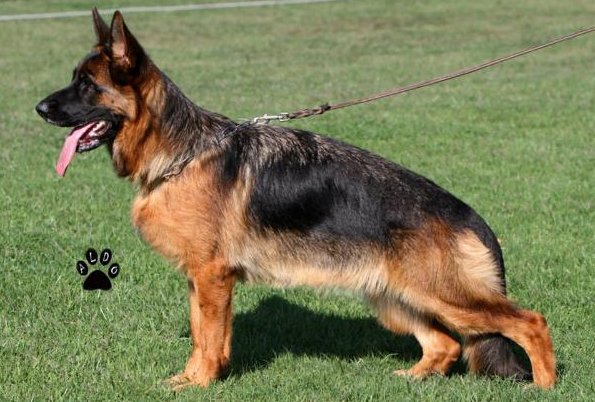 Nita I della Valcuvia