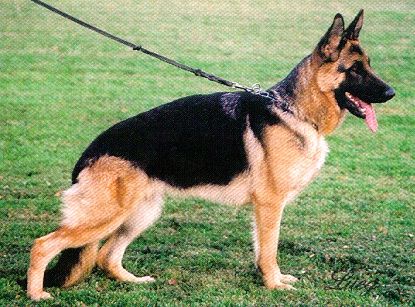 Gimmy vom Haus Babilon