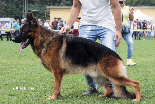 Urk III della Valcuvia