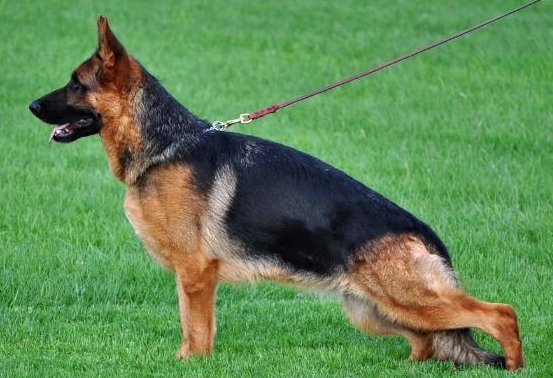 Uma vom Haus Milesevac