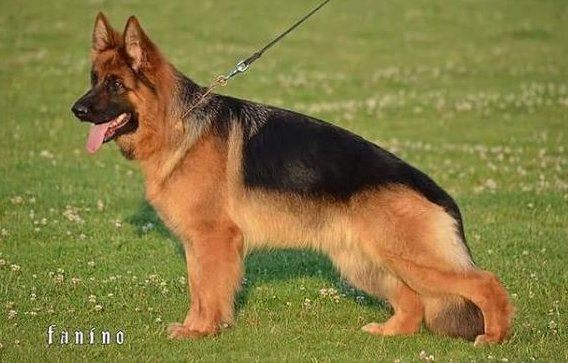 Panatta Armandia Lidderdali