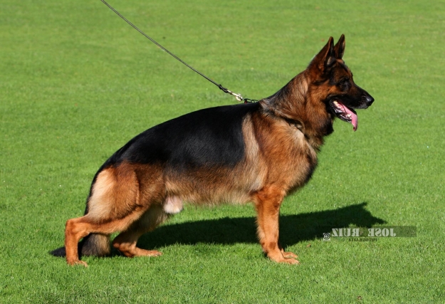 Irone du Clos de Patmisand