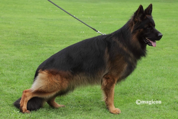 Krisu vom Patzenberg