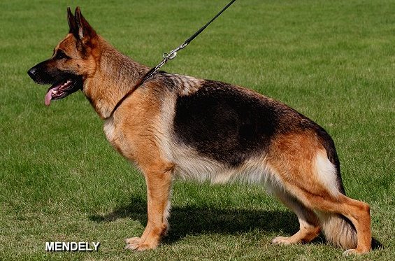 Jana von der Plassenburg