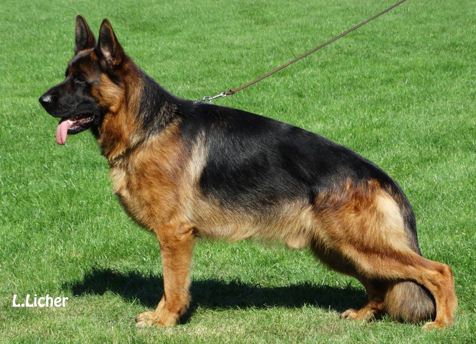 Elber vom Palez Team