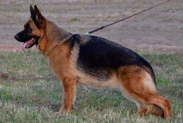 Miranda od Petkovica