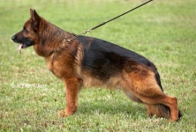 Siska von der Freiheit Westerholt