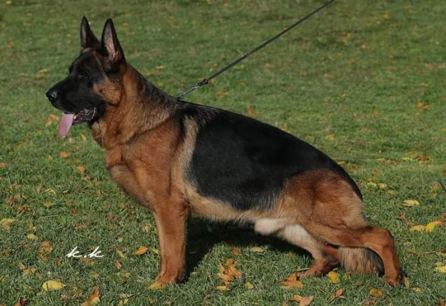 Omen von der Zenteiche