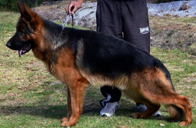 Jimmy von der Zenteiche