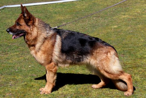 Tessa von der Zenteiche