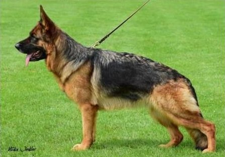 Hadja von der Zenteiche