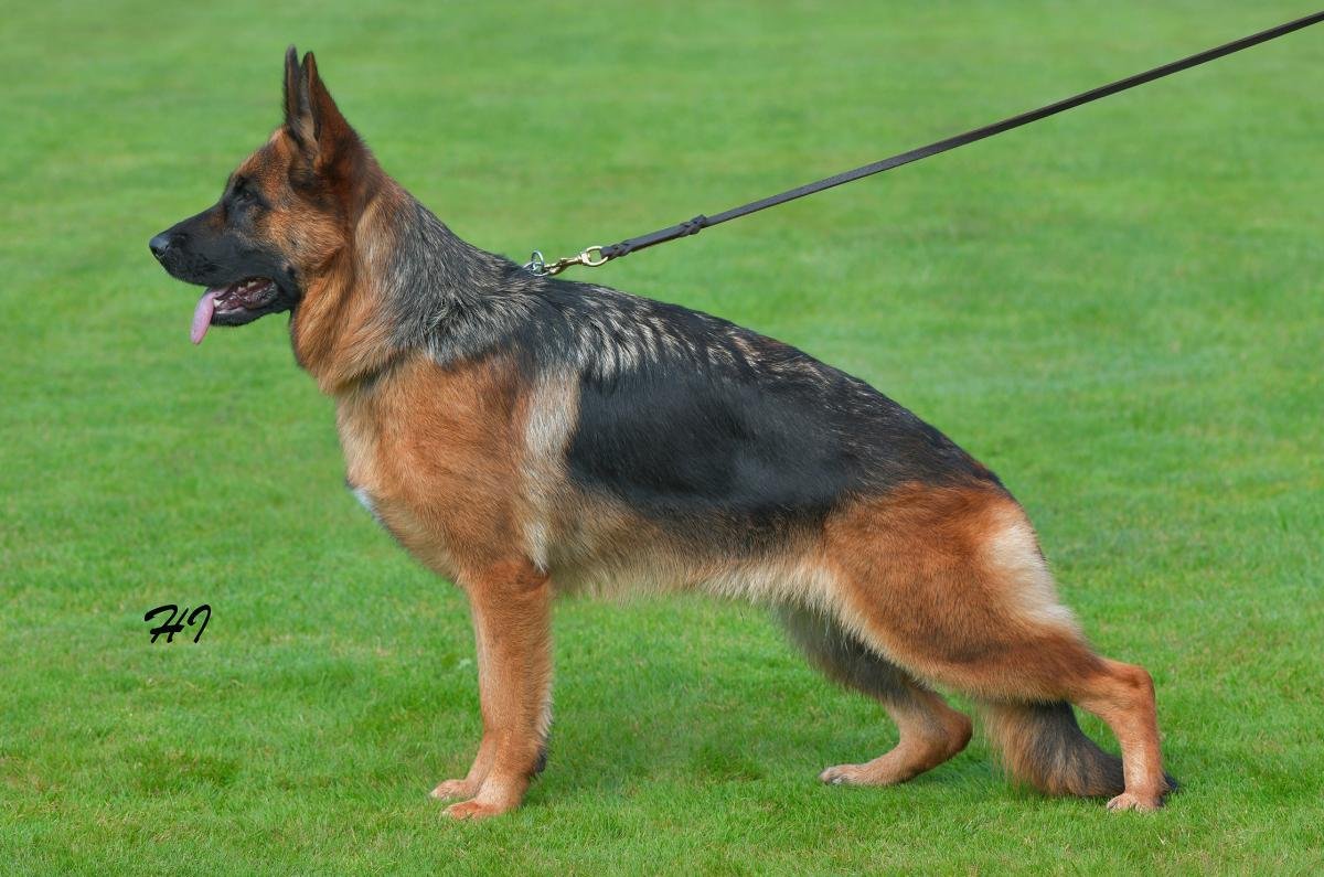 Esmee von der Piste Trophe