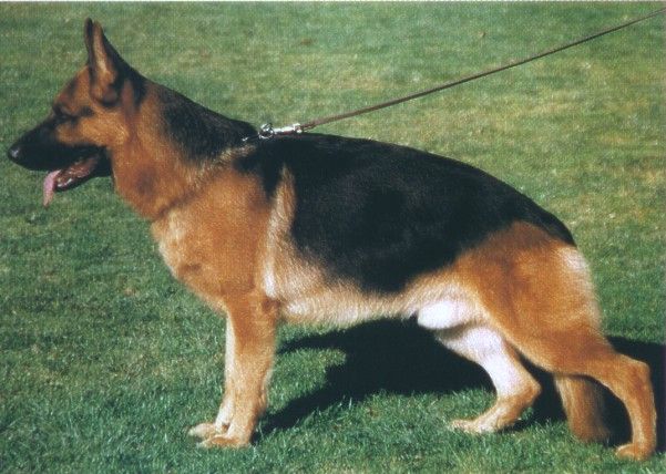 Leif von der Noriswand