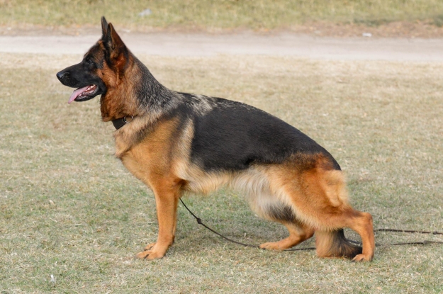 Dragana Emsi-Haus