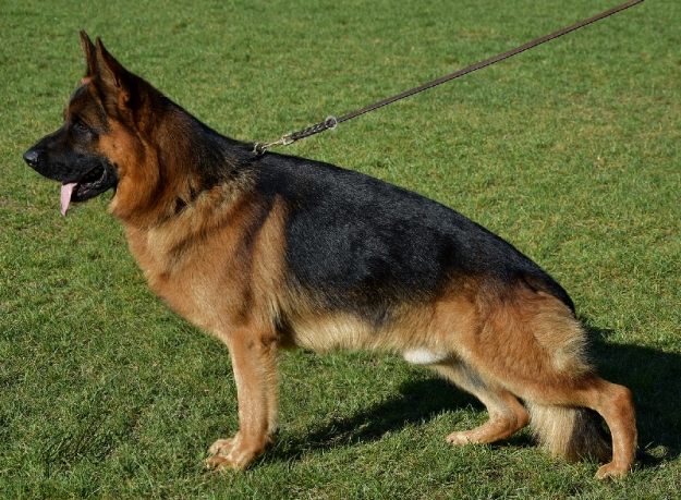 Hachiko vom Messina