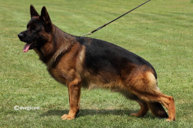 Heckler de Casa Celta