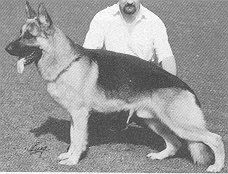 Diego du Village le Plus Long d'Alsace