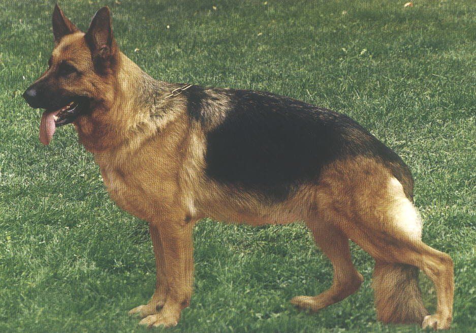 Vanta von der Wienerau