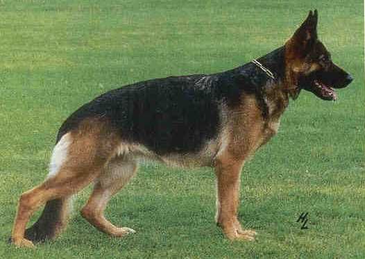 Uta von Batu
