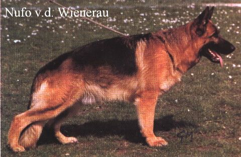 Nufo von der Wienerau