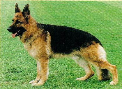 Gabin du Beffroi Artesien