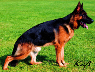 Iwo vom Haselhof