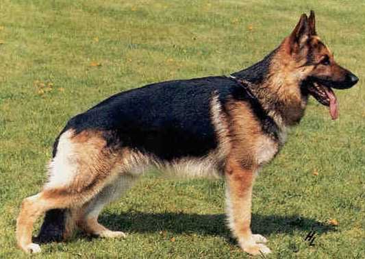 Hardy vom Fourniermühlenbach