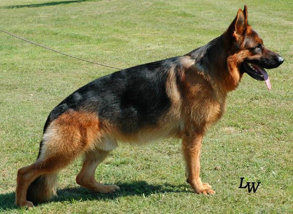 Aiko vom Goldenen Zweig